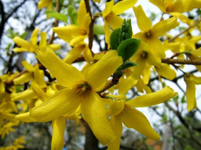 Forsythia: planting and care, preparation for winter, when to prune