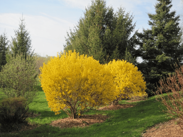 Forsythia: planting and care, preparation for winter, when to prune