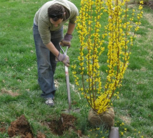 Forsythia: planting and care, preparation for winter, when to prune