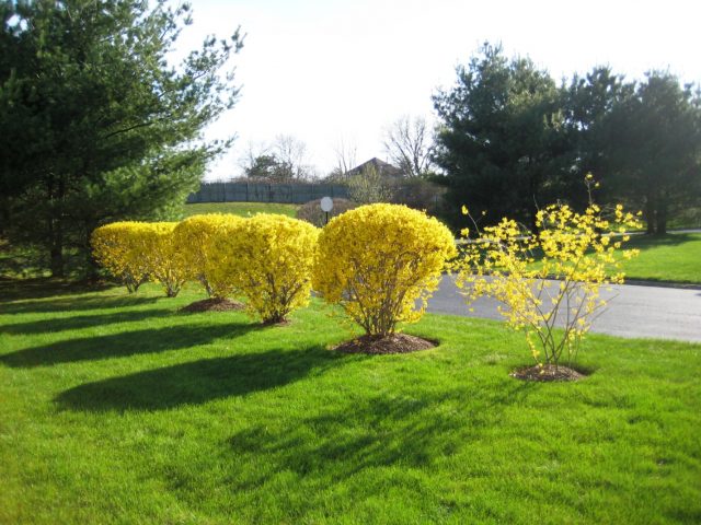 Forsythia: planting and care, preparation for winter, when to prune