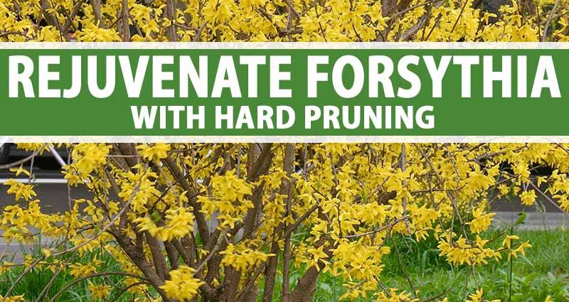 Forsythia: planting and care, preparation for winter, when to prune