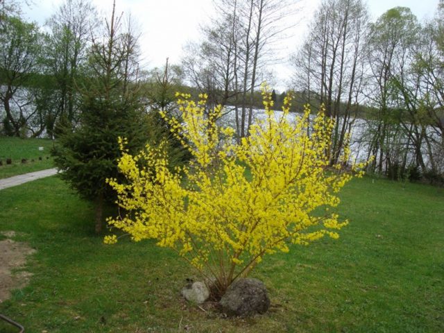 Forsythia: planting and care, preparation for winter, when to prune