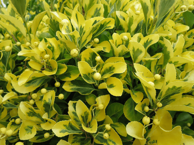 Fortunes euonymus: Emerald Gold, Haiti, Harlequin, Silver Queen