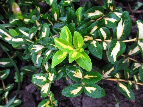 Fortunes euonymus: Emerald Gold, Haiti, Harlequin, Silver Queen