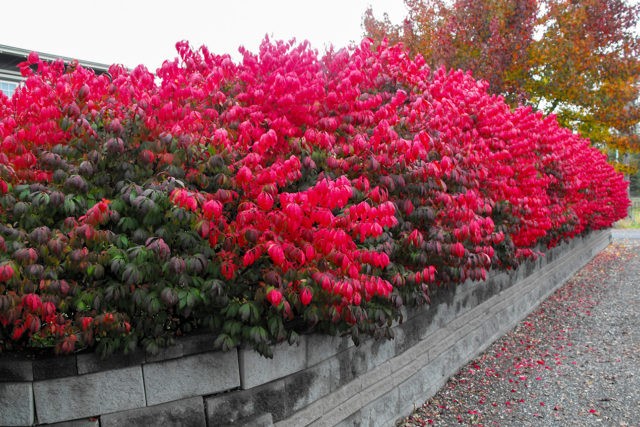 Fortunes euonymus: Emerald Gold, Haiti, Harlequin, Silver Queen