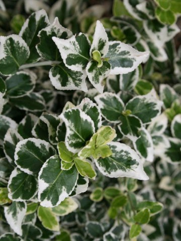 Fortunes euonymus: Emerald Gold, Haiti, Harlequin, Silver Queen