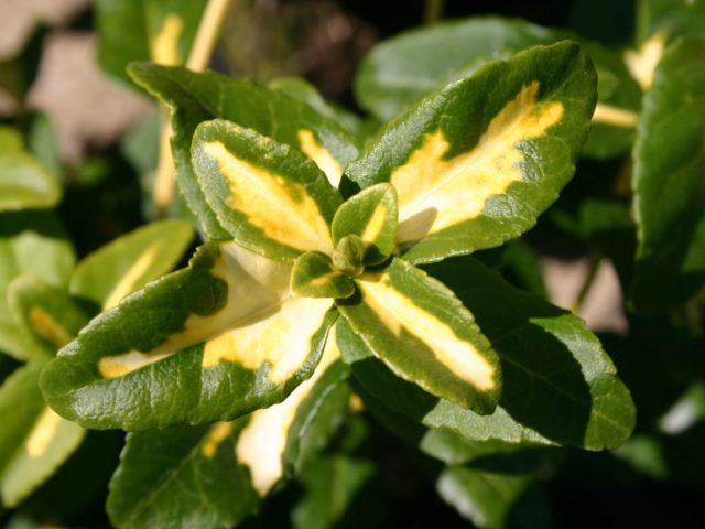 Fortunes euonymus: Emerald Gold, Haiti, Harlequin, Silver Queen