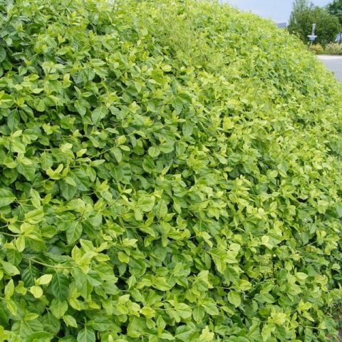 Fortunes euonymus: Emerald Gold, Haiti, Harlequin, Silver Queen