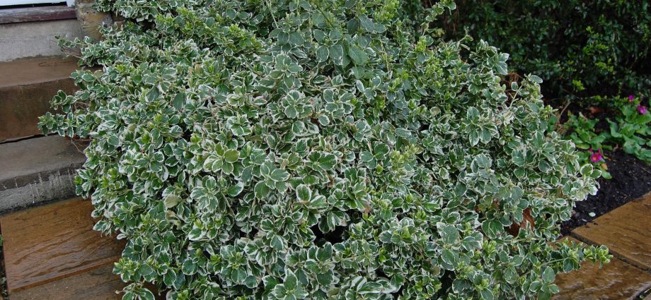 Fortune&#8217;s euonymus: Emerald Gold, Haiti, Harlequin, Silver Queen