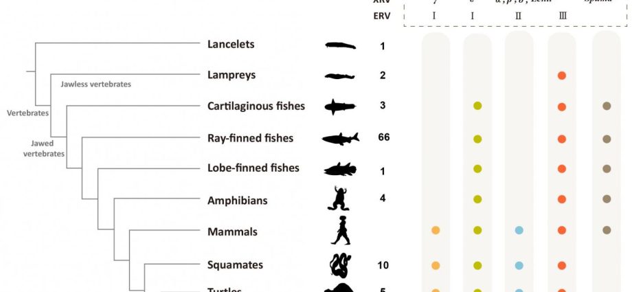 &#8220;Fossils&#8221; of viruses in the genomes of vertebrates