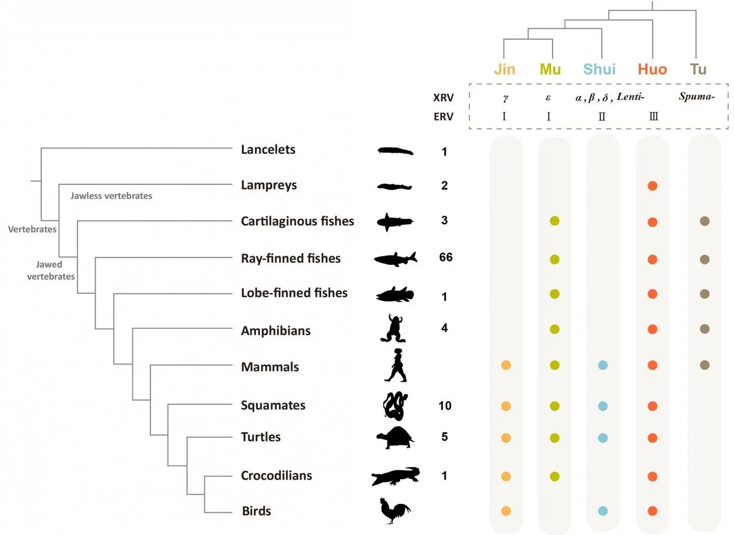 &#8220;Fossils&#8221; of viruses in the genomes of vertebrates