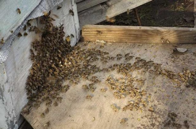 Foulbrood in bees: signs