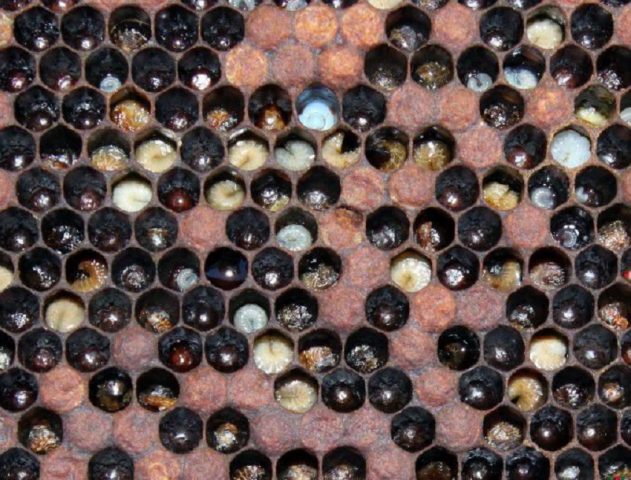 Foulbrood in bees: signs