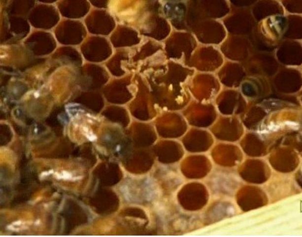 Foulbrood in bees: signs