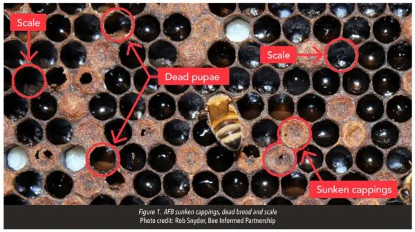 Foulbrood in bees: signs