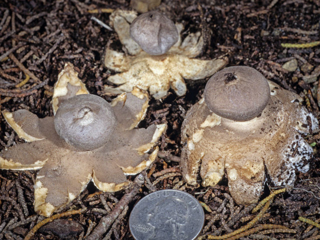 Four-blade starlight (Geastrum four-blade): photo and description