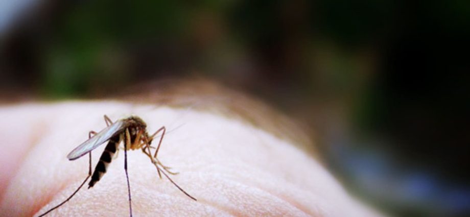 Four colors that attract mosquitoes like a magnet