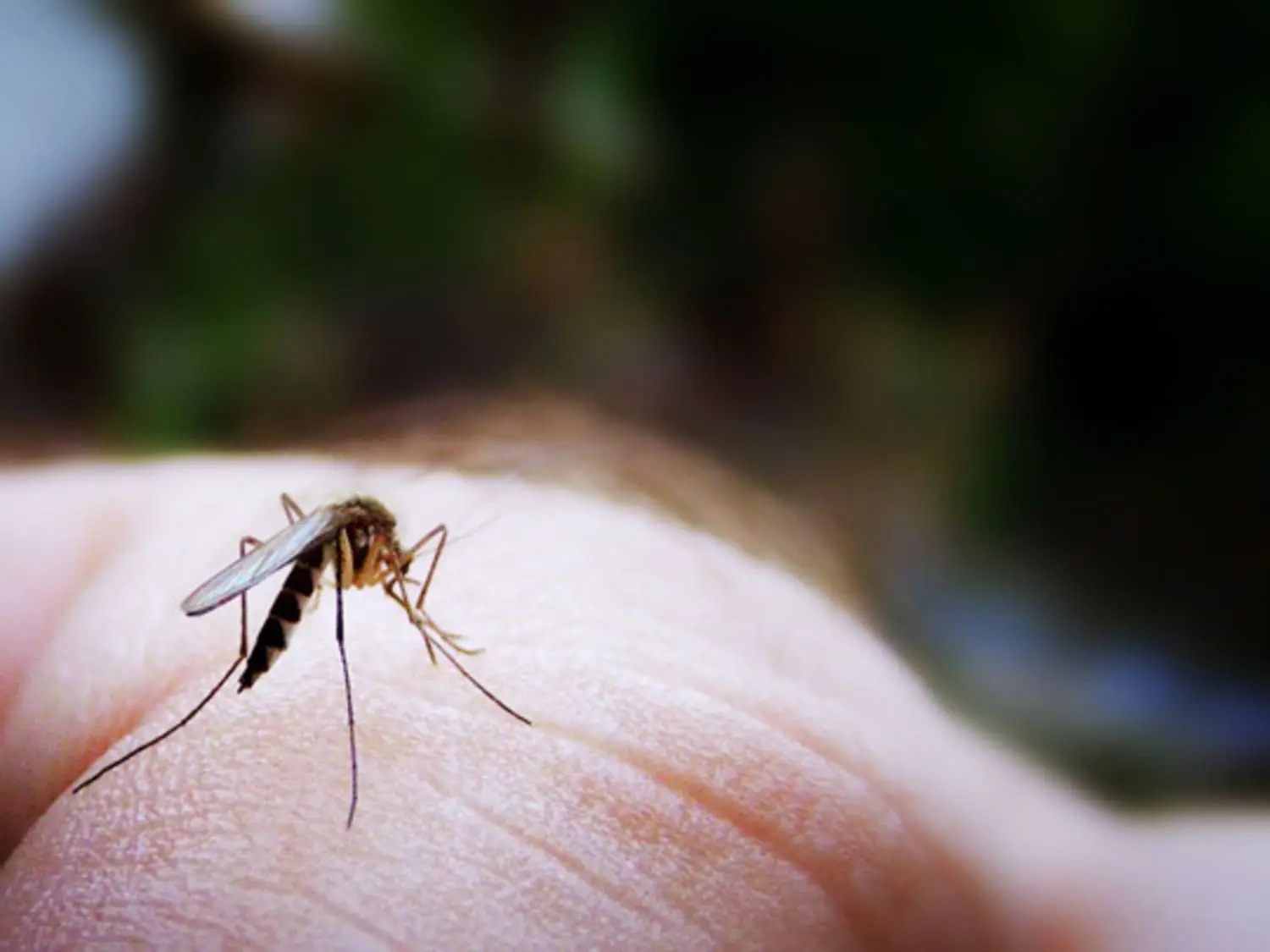 Four colors that attract mosquitoes like a magnet