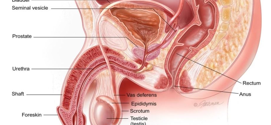 Fracture of the penis during erection. What is it characterized by?