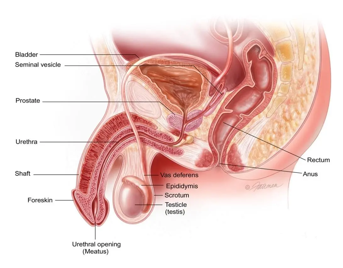 Fracture of the penis during erection. What is it characterized by?