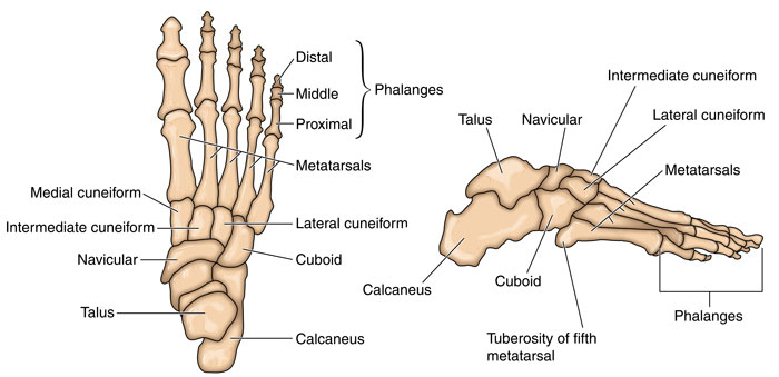 Fractures of the tarsal bones