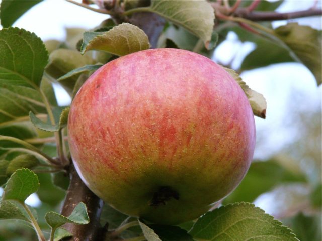 Fragrant apple: variety description, photo, pollinators