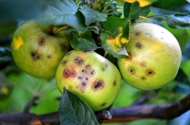 Fragrant apple: variety description, photo, pollinators