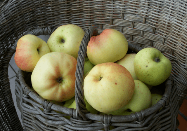 Fragrant apple: variety description, photo, pollinators