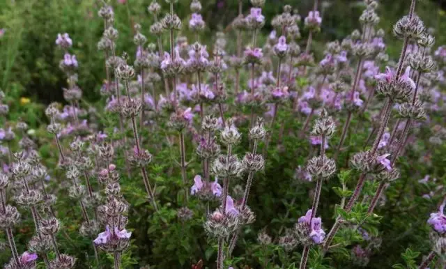 Fragrant garden savory: growing from seeds at home