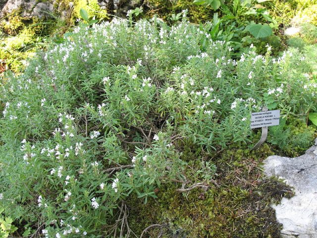 Fragrant garden savory: growing from seeds at home