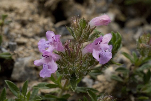 Fragrant garden savory: growing from seeds at home