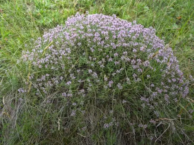 Fragrant garden savory: growing from seeds at home