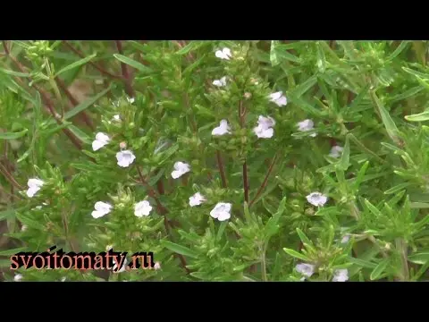 Fragrant garden savory: growing from seeds at home