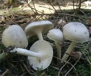 Fragrant hygrophorus (Hygrophorus agathosmus) photo and description