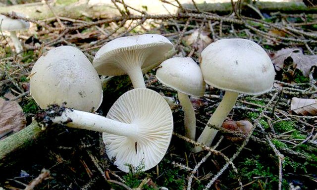 Fragrant hygrophorus: where it grows, description and photo