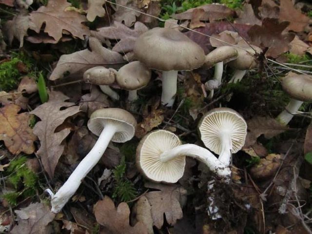 Fragrant hygrophorus: where it grows, description and photo