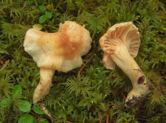 Fragrant hygrophorus: where it grows, description and photo