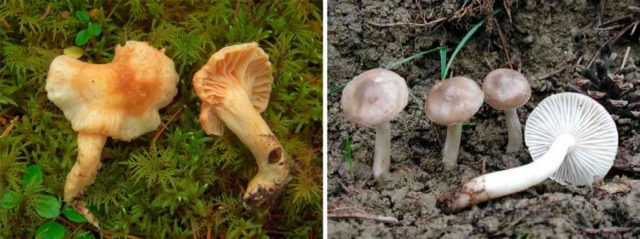 Fragrant hygrophorus: where it grows, description and photo