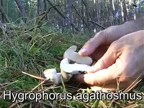 Fragrant hygrophorus: where it grows, description and photo