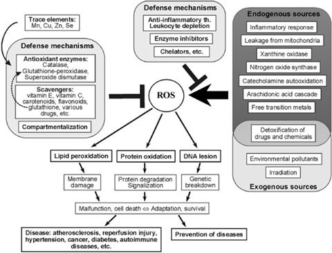 Free radicals regulate the work of the heart