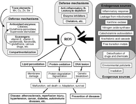 Free radicals regulate the work of the heart