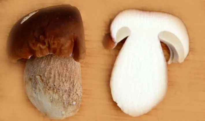 Freezing and storing porcini mushrooms in the refrigerator