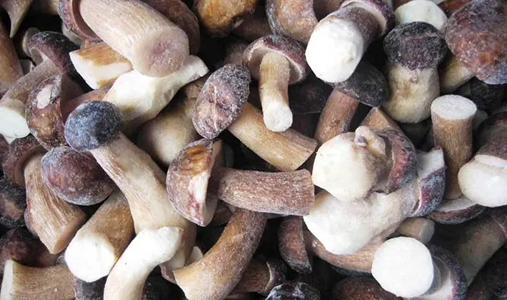 Freezing and storing porcini mushrooms in the refrigerator