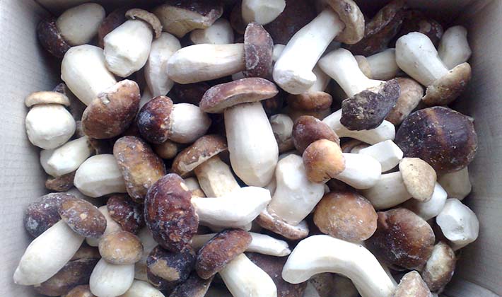 Freezing and storing porcini mushrooms in the refrigerator