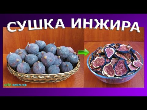 Freezing figs for the winter at home