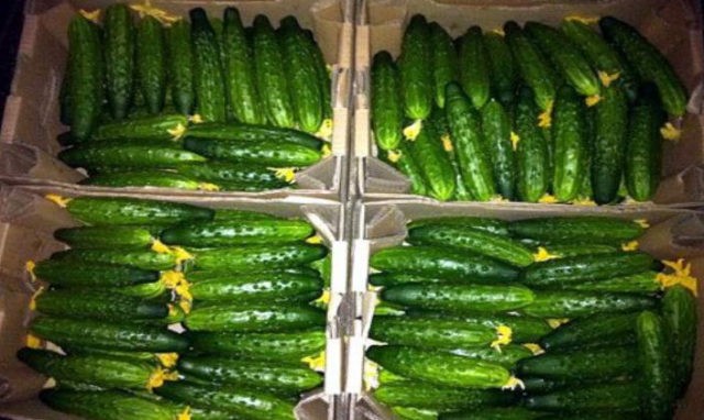 Freezing fresh and pickled cucumbers for the winter in the freezer: reviews, videos, recipes