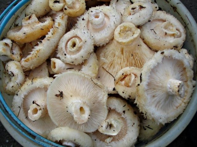 Freezing milk mushrooms for the winter at home