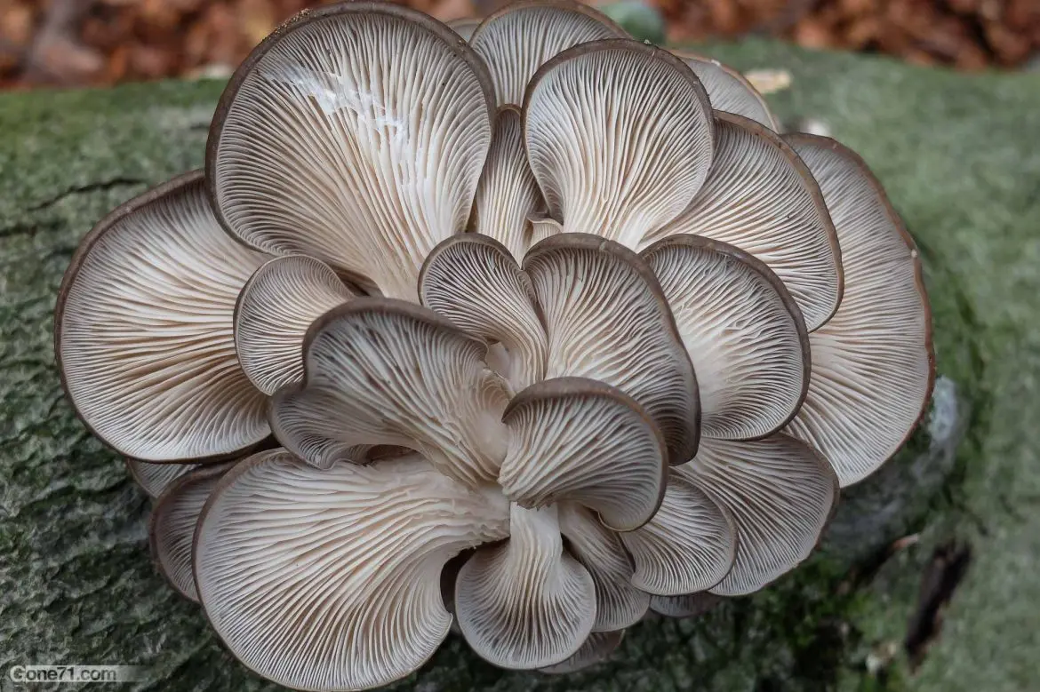 Freezing milk mushrooms for the winter at home