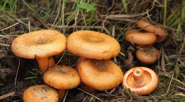 Freezing mushrooms for the winter: delicious recipes with photos