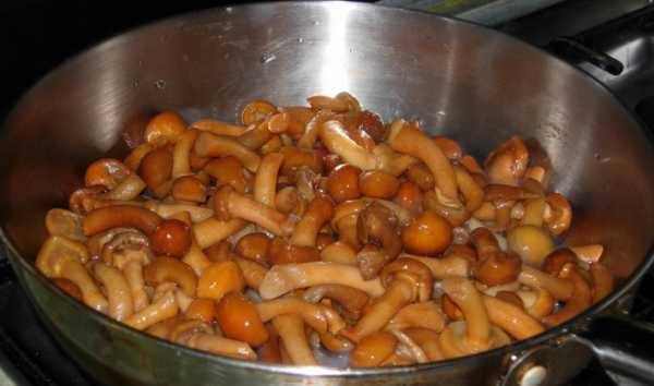 Freezing mushrooms: raw, boiled, stewed and fried